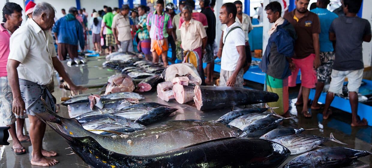 Vender los pescados frescos en el puerto pesquero de Negombo en Sri Lanka