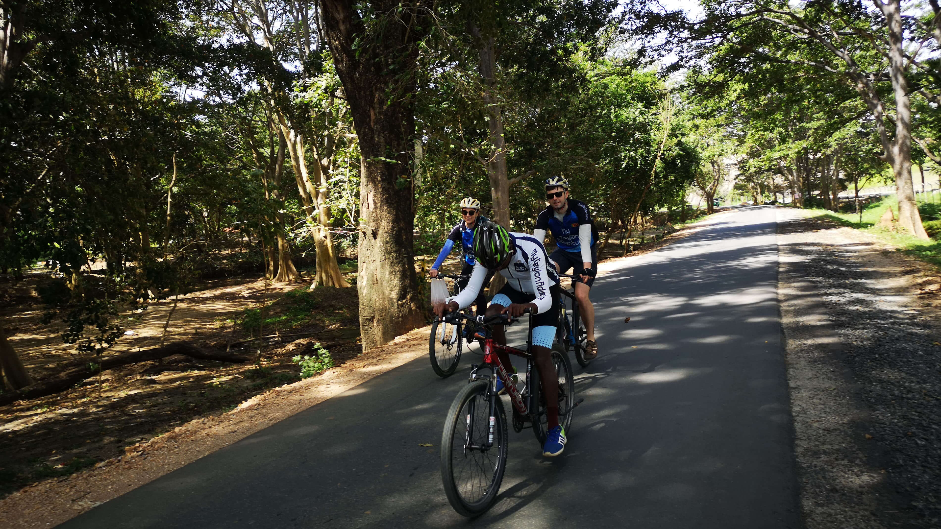 Группа велосипедистов едет по тропинке с навесом на дереве.