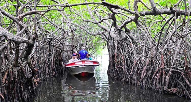 游客在斯里兰卡本托塔河探索动植物