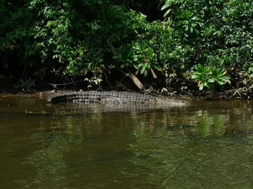 Фотография крокодила в реке Бенрота.