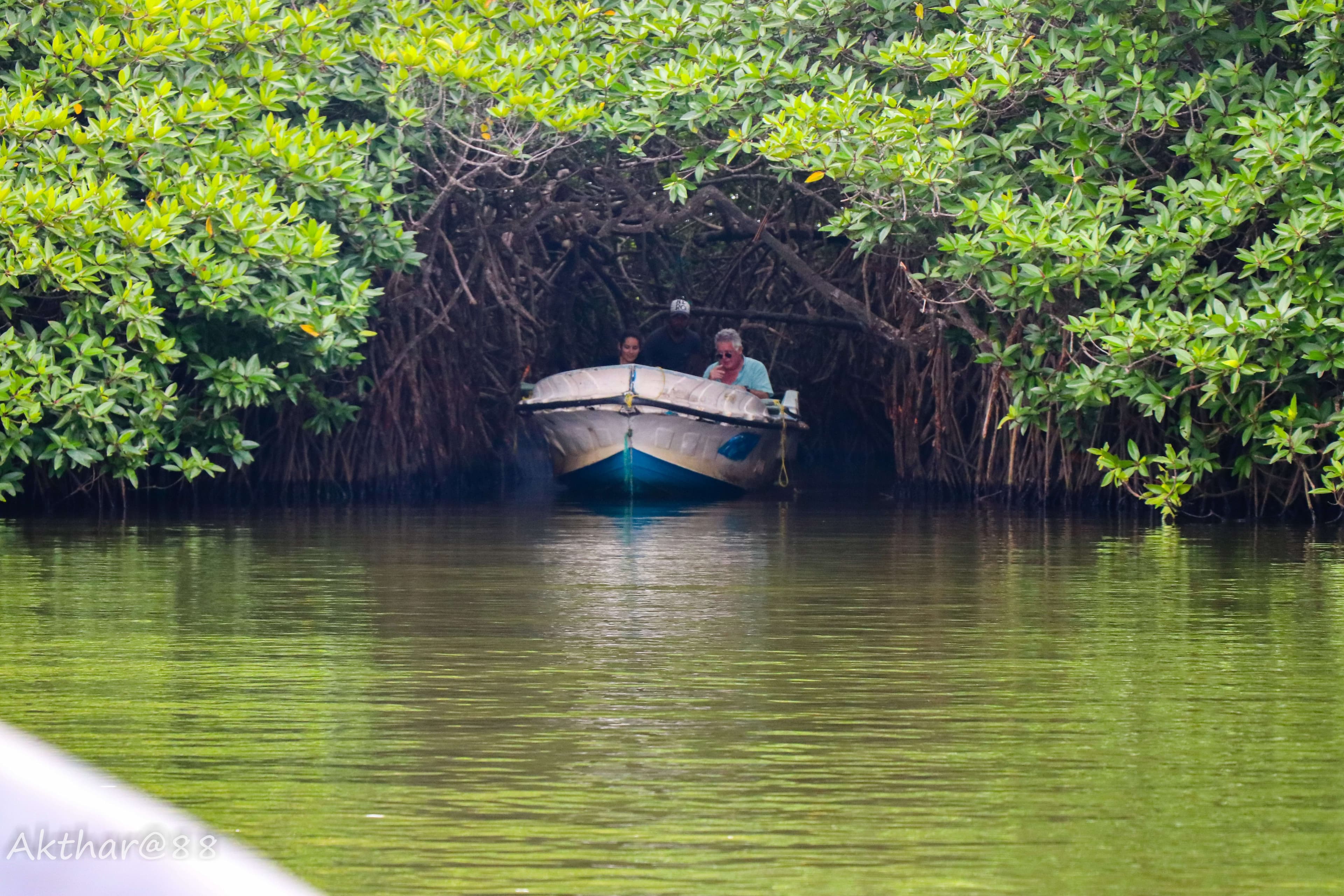 Лодка с туристами проходит через мангровый лес (Кадолана) Бентота Шри-Ланка