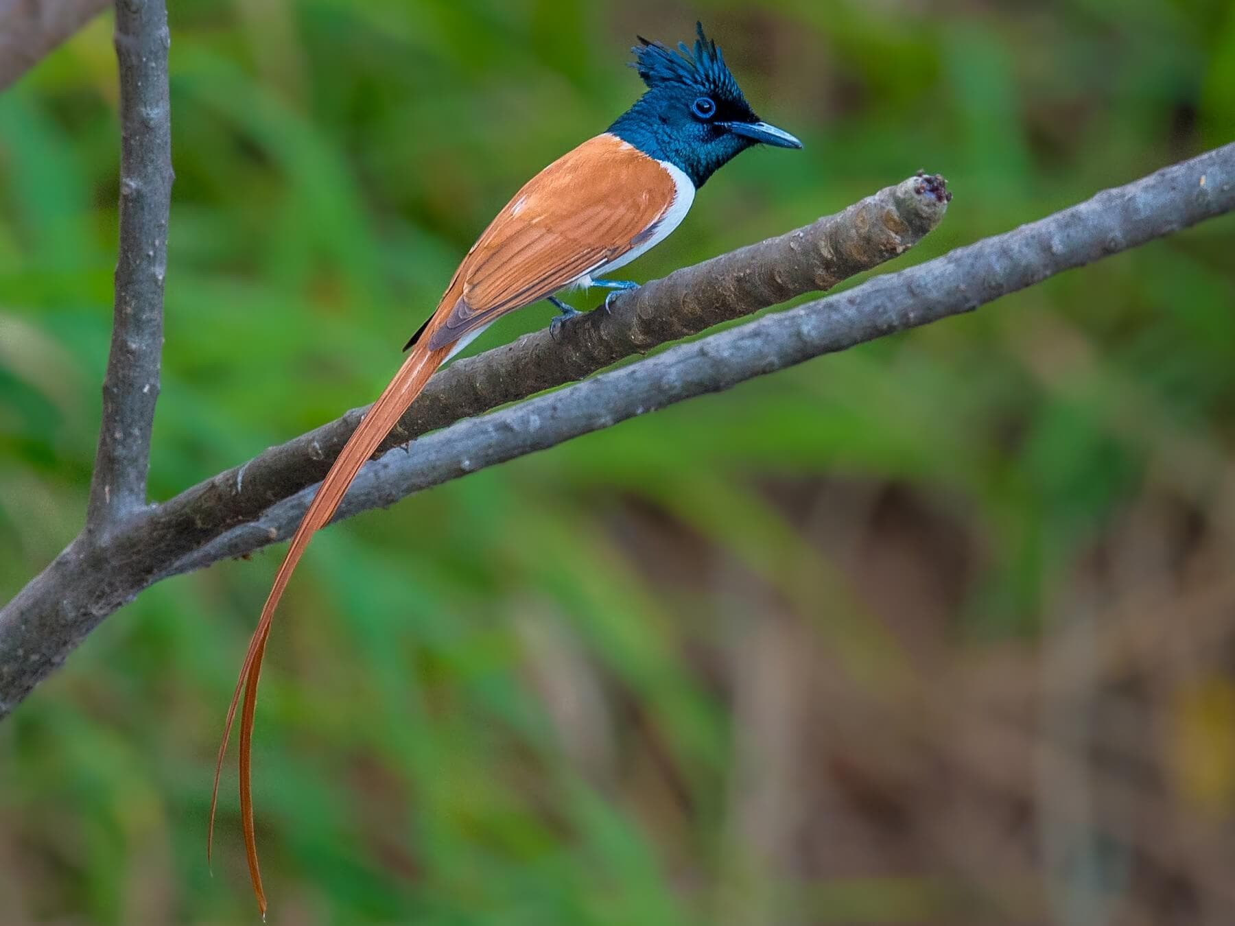  Ein anmutig aussehender Fliegenschnäpper, das erwachsene Männchen trägt einen langen, bandartigen Schwanz und lebt in der Gegend von Sigiriya