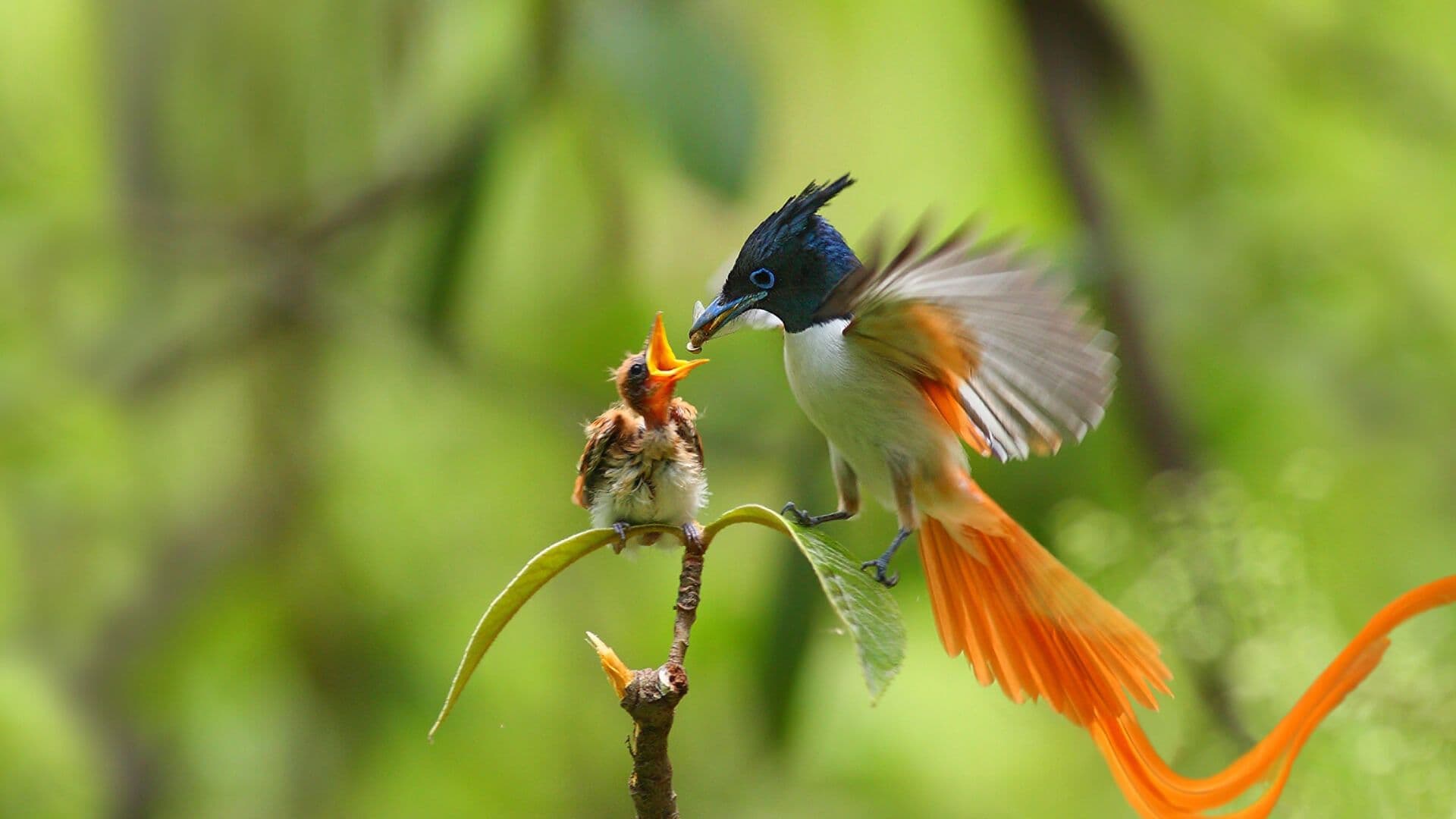 Вид на красивую птицу, кормящую ребенка в болоте Мутураджавела, Шри-Ланка.