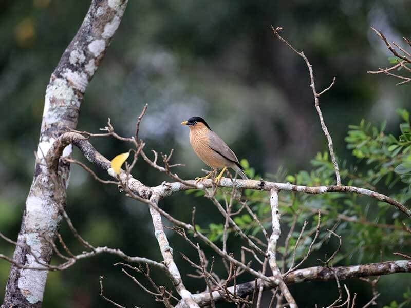 La hermosa vista de un pájaro en un entorno natural en Negombo Sri Lanka