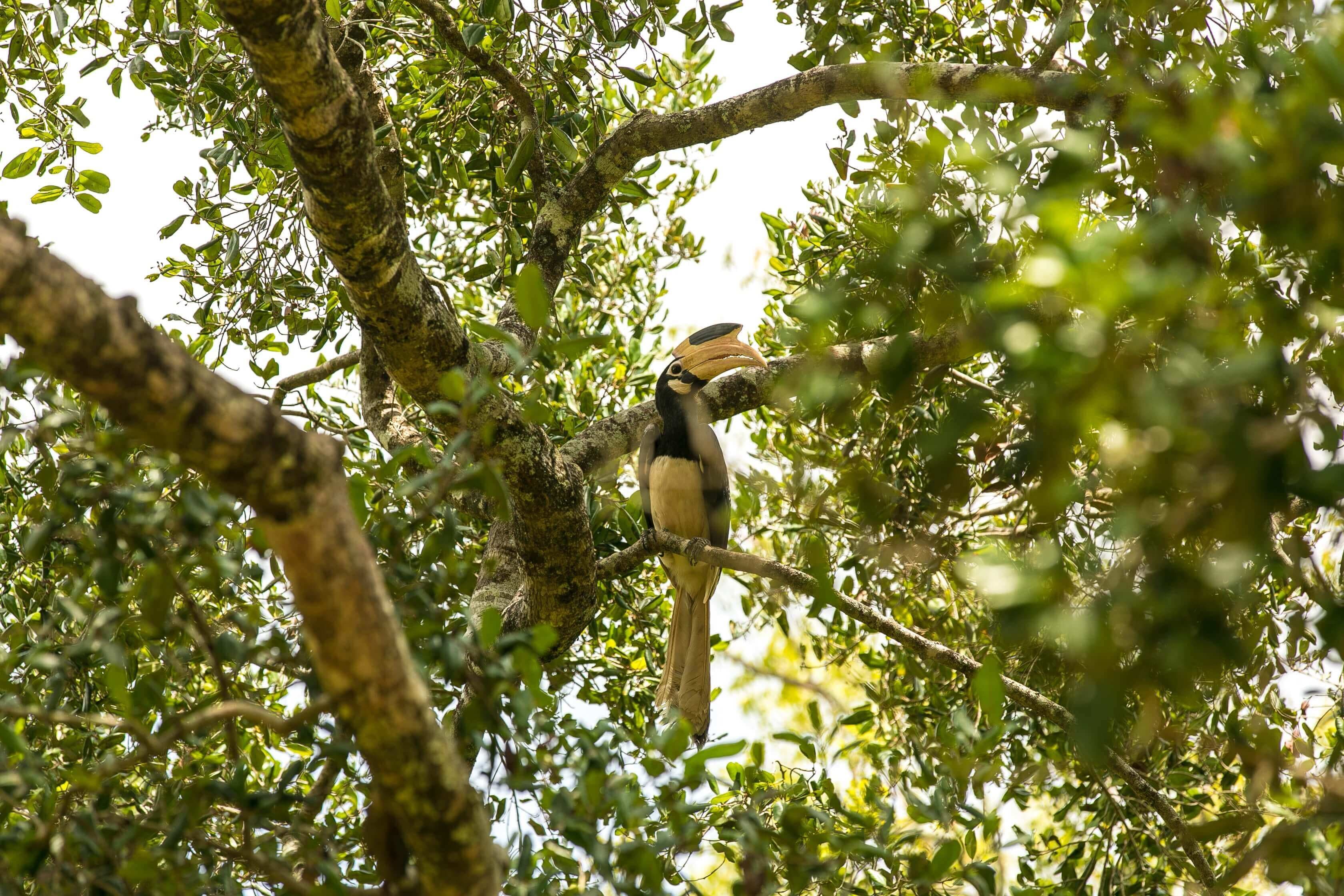 طائر مستوطن جميل في Muthurajawella في سري لانكا