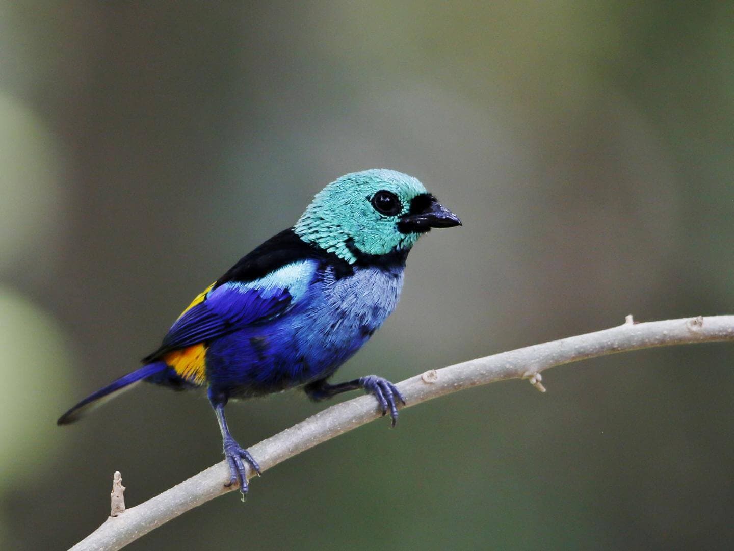 Ein schöner endemischer Vogel in der Muthurajawela-Feuchtgebietszone in Sri Lanka