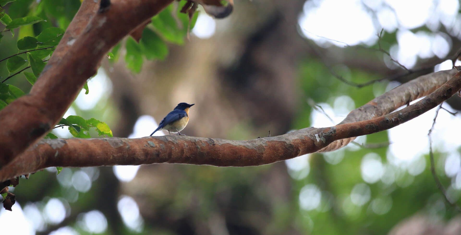 Eine der 102 Vogelarten in Negombo, Sri Lanka