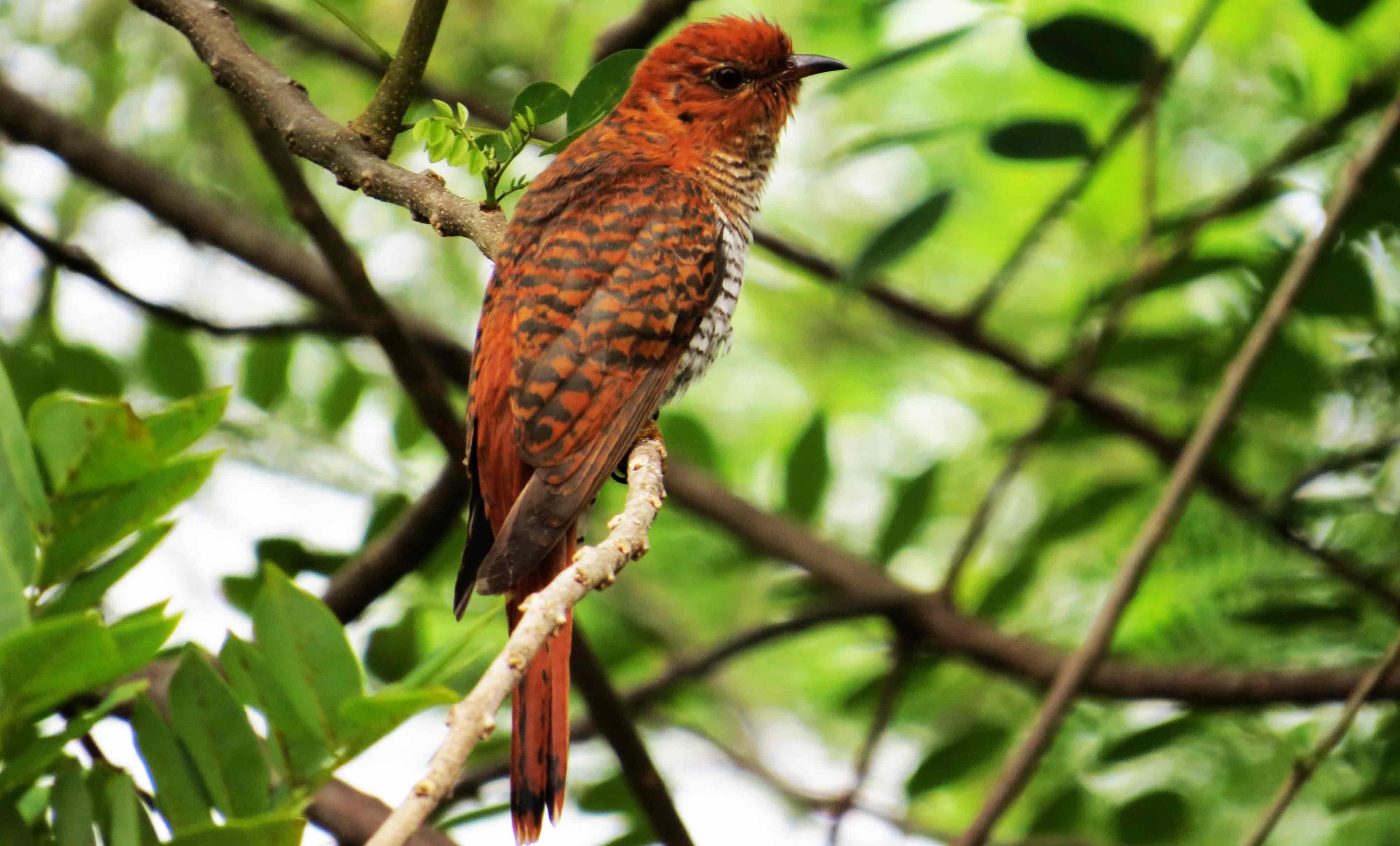 Una foto de un pájaro endémico de Sri Lanka llamado Cuckoo en Sri Lanka
