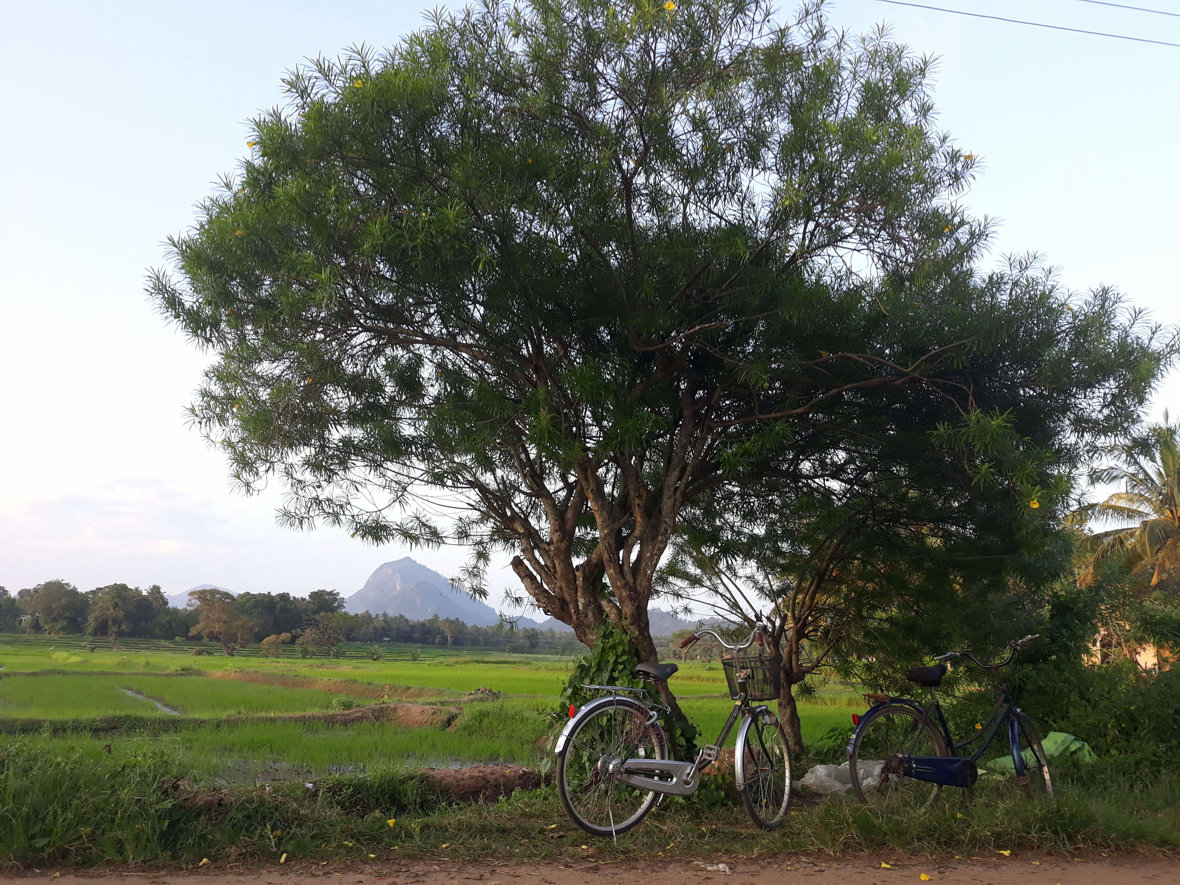 Two bicycles stopped near a big tree 