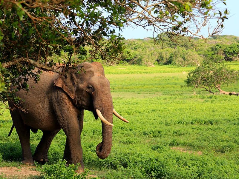 Огромный слон встречается в районе национального парка Яла на велосипеде из Эллы в Яла, Шри-Ланка.