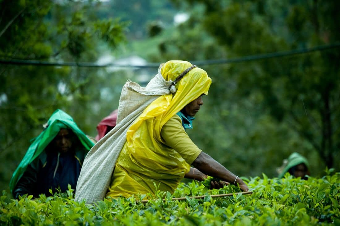 Фото местных дам, собирающих чай в Канди, Шри-Ланка.