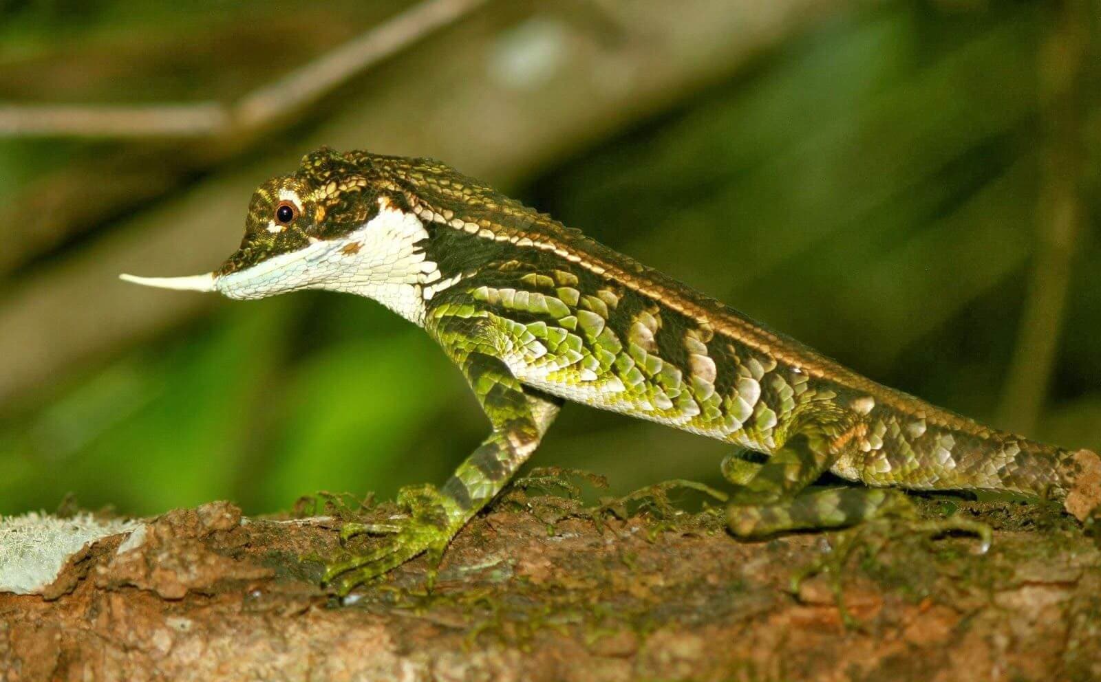 Ceratophora stoddartii - эндемичная ящерица, обитающая на равнинах Хортон в Шри-Ланке.