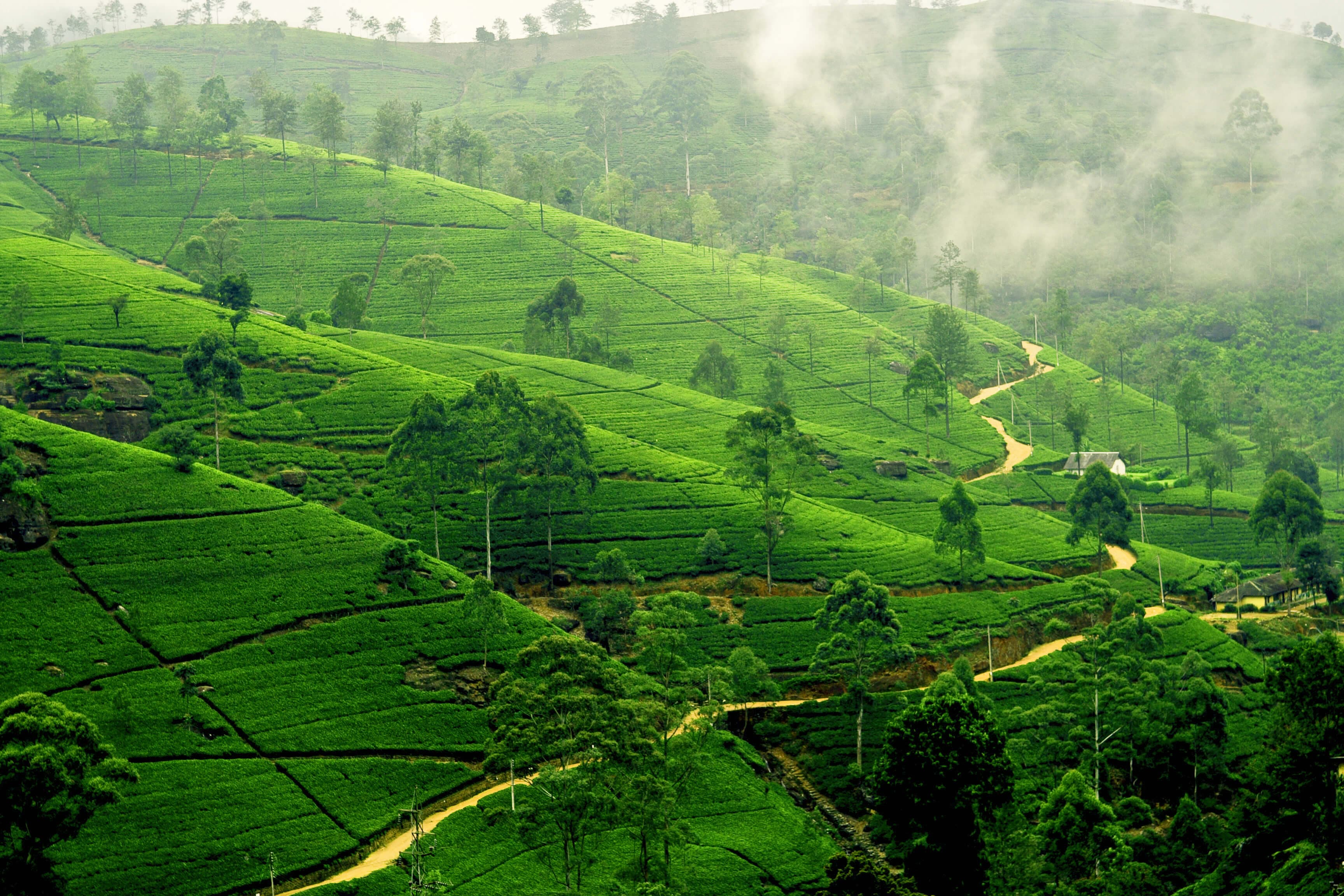 Картина с живописной чайной плантации и потрясающими пейзажами от Нувара-Элии до Эллы Шри-Ланки.