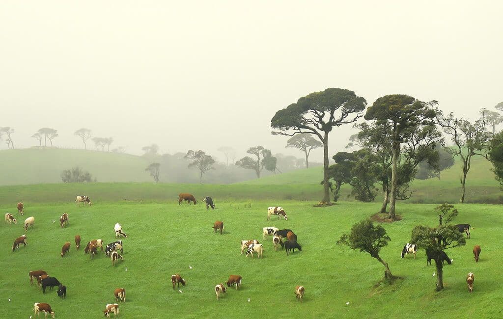 Вид на молочные фермы Шри-Ланки и пейзажи Нувара Элия Шри-Ланка