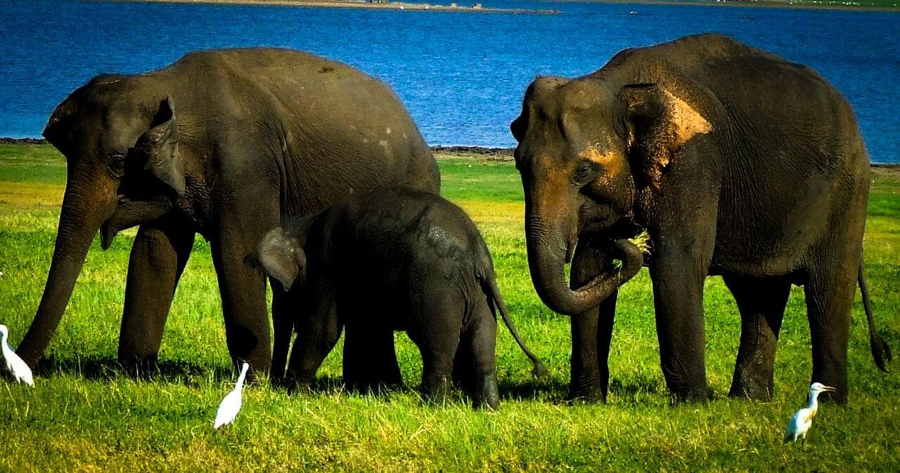 Три слона по имени «Путь Тун Рена» возле резервуара с водой в Яла, Шри-Ланка.