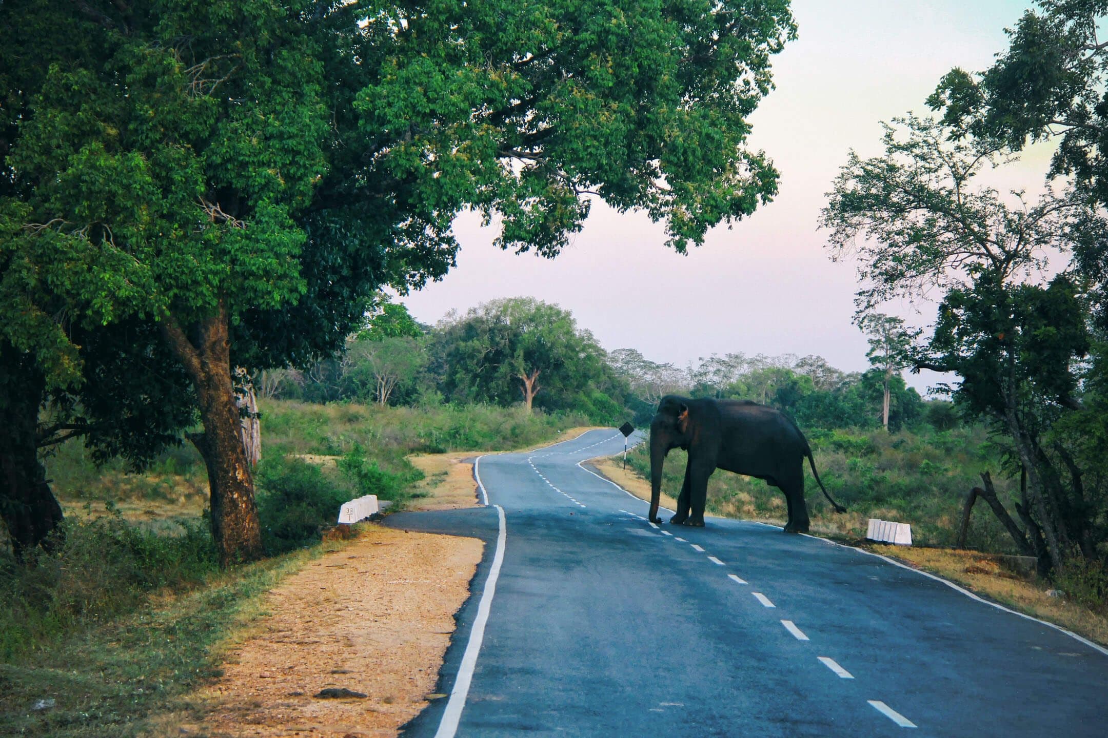 El elefante salvaje cruza la carretera en la ruta ciclista en la campiña de Yala Sri Lanka