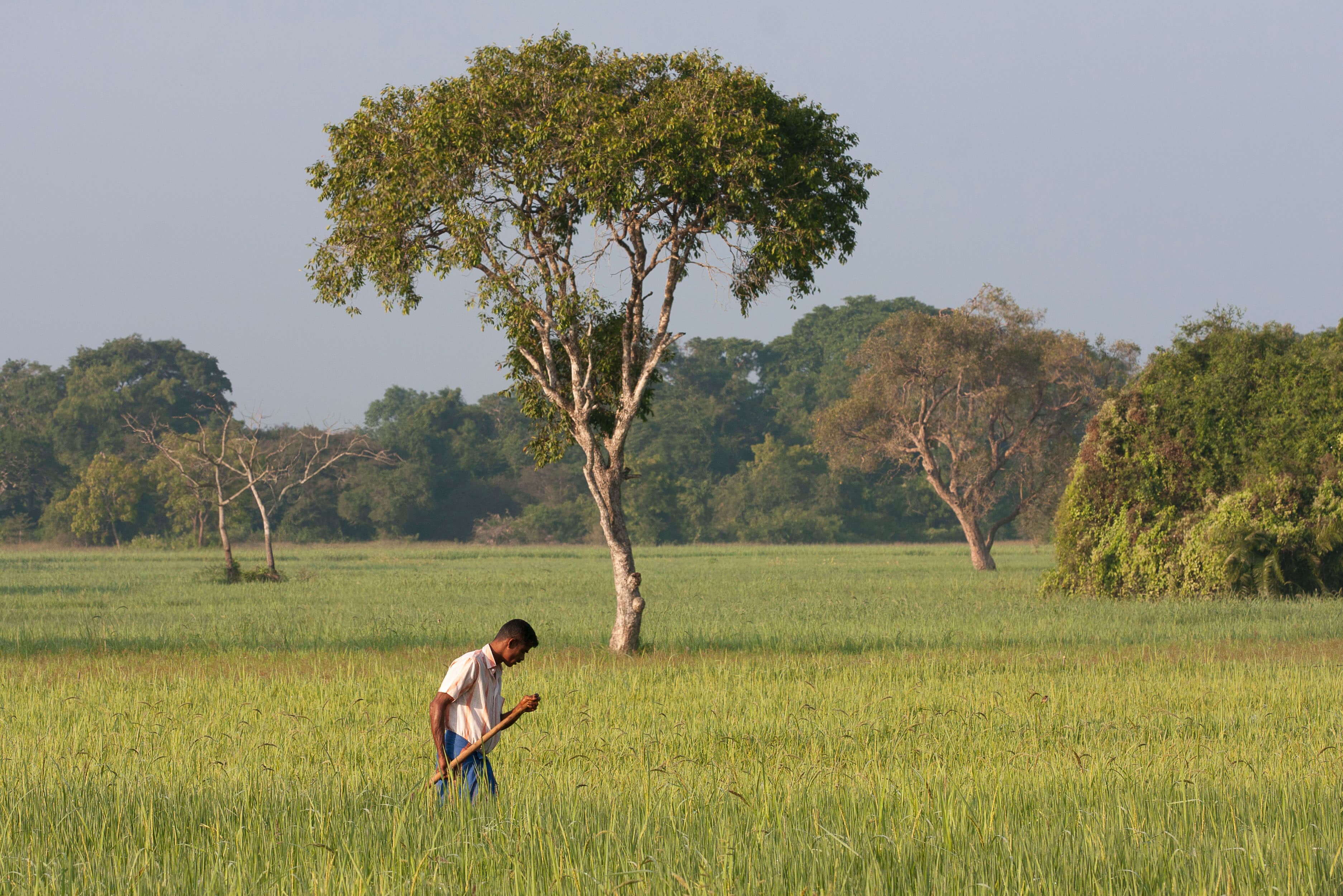 Фермерская ферма на живописном рисовом поле в сельской местности Хиккадувы, Шри-Ланка.