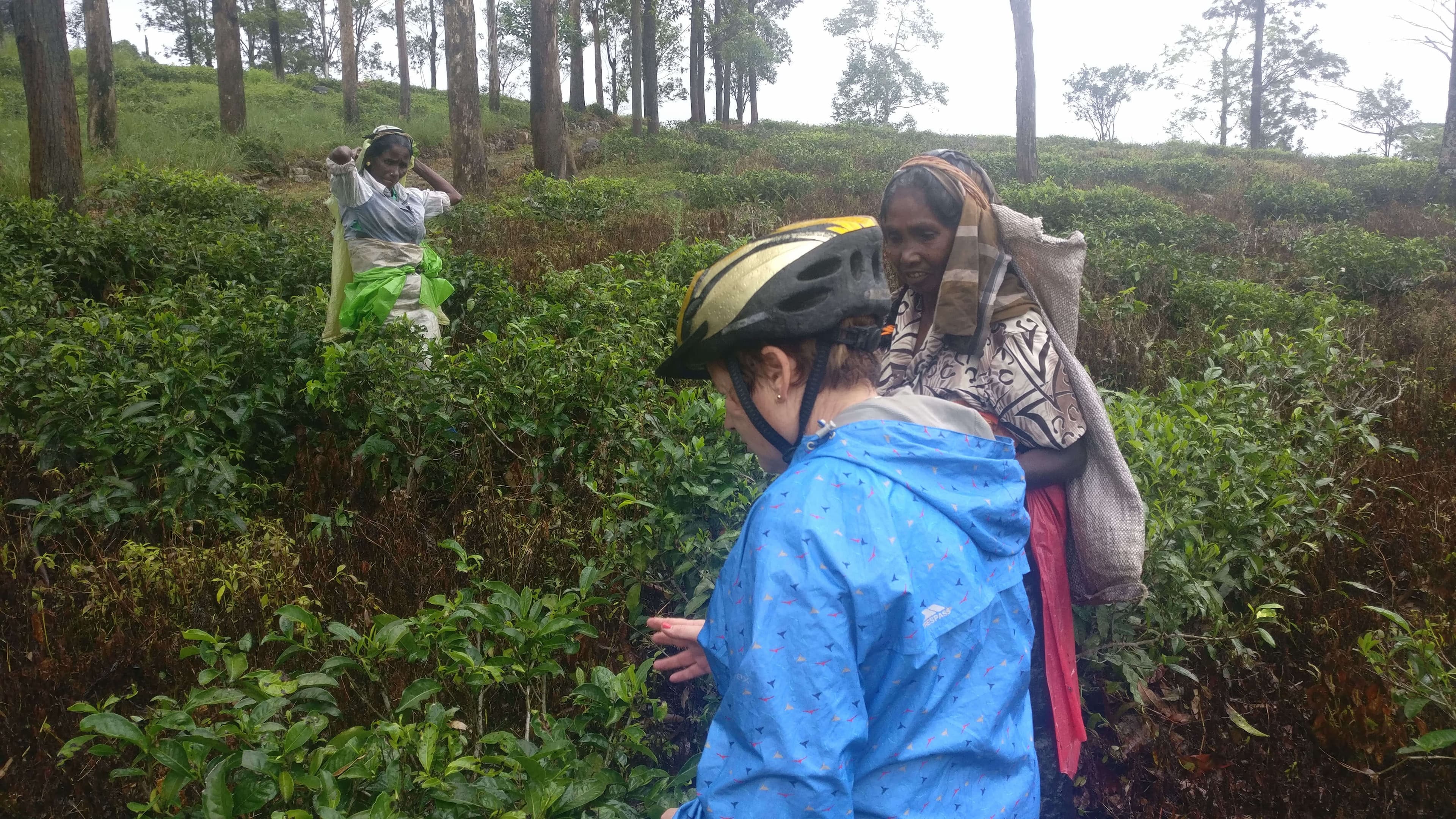 Велосипедист получает опыт сбора чая на чайной плантации Хантана в Шри-Ланке.