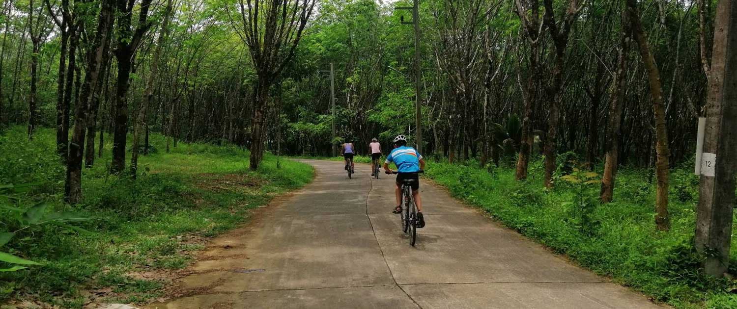 Die Radfahrer, die in der Kautschukplantage auf dem Land von Kithulgala in Sri Lanka radeln