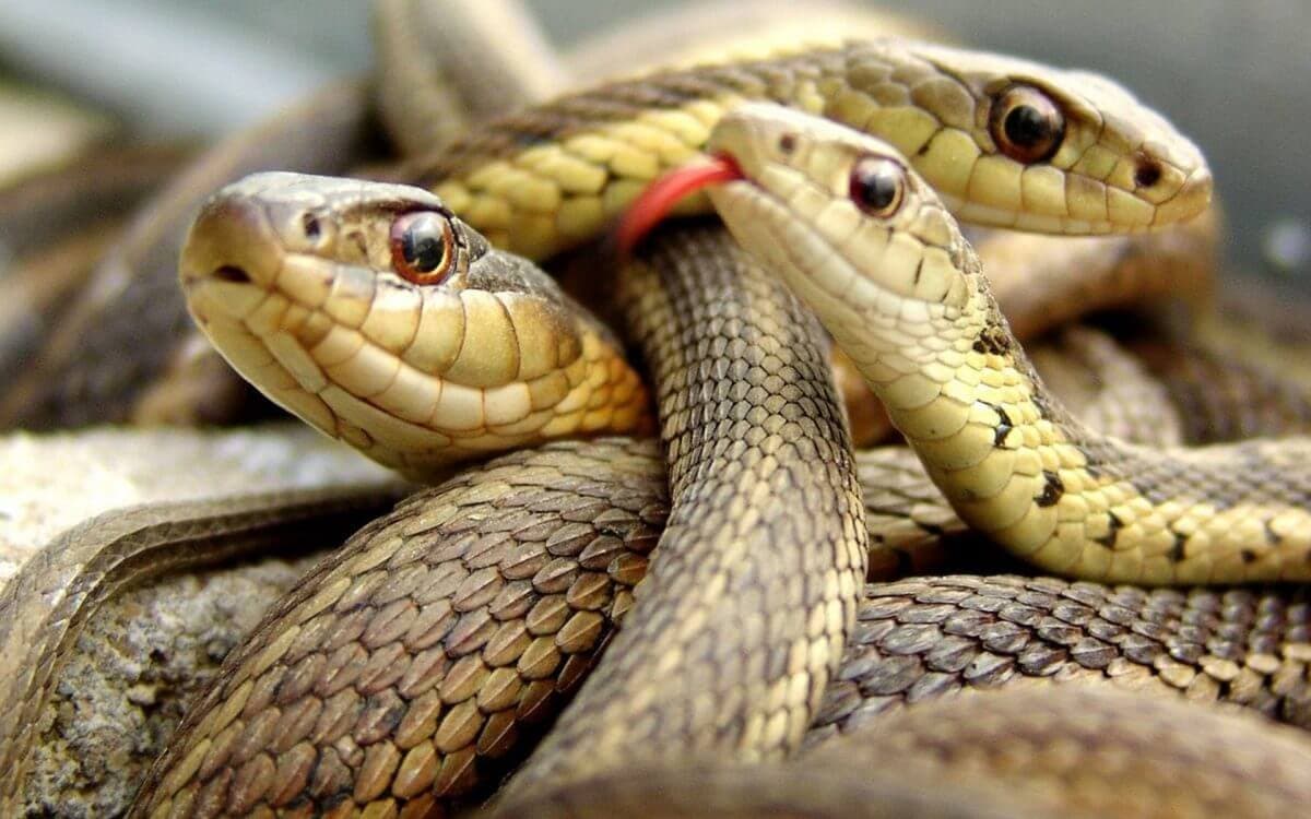Фотография местной закуски, кусающей лечащую коллекцию змей доктора в Шри-Ланке.