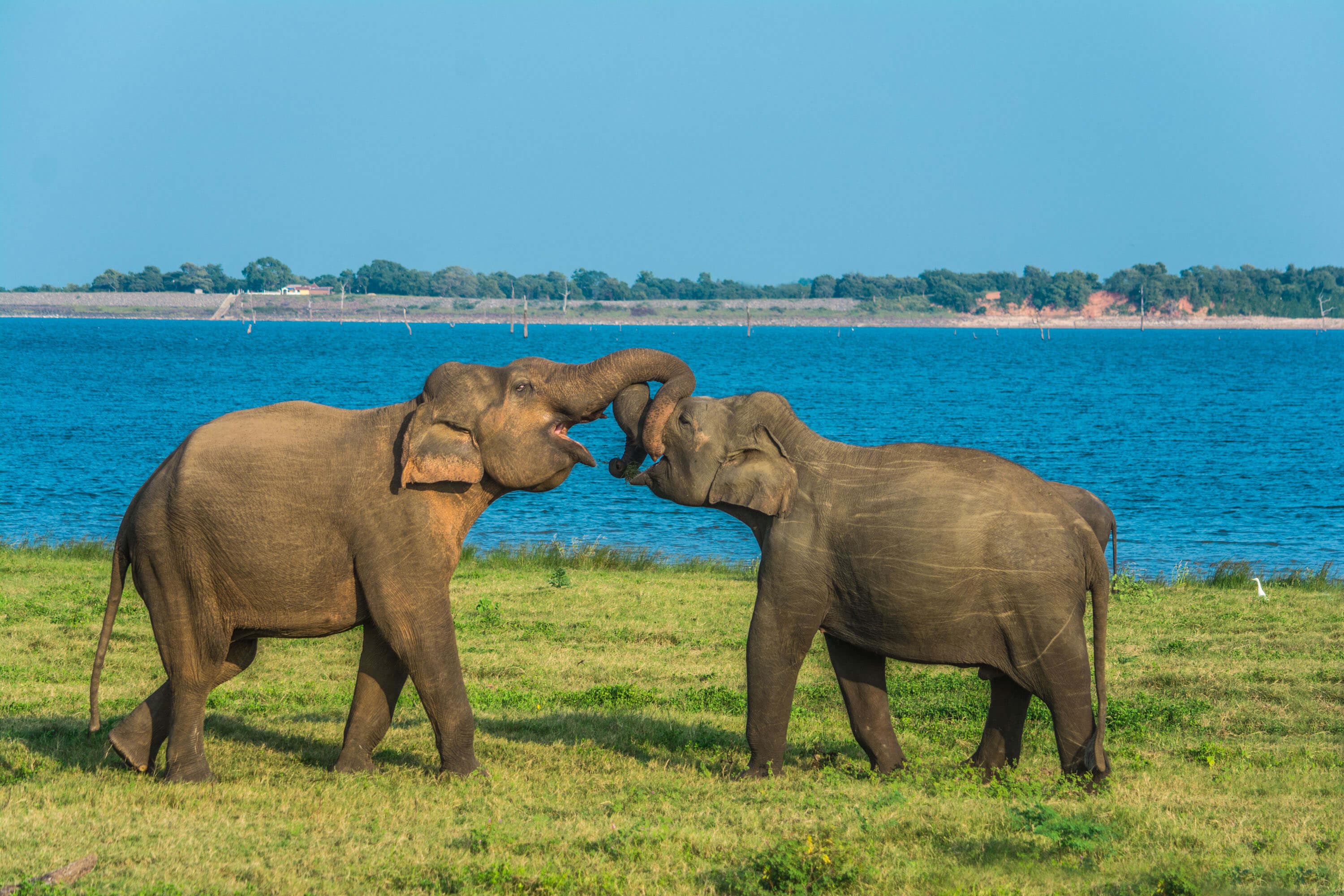Ein Blick auf den Wassertank Parakrama und zwei Elefanten in der Landschaft von Polonnaruwa in Sri Lanka