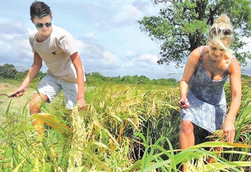 游客在斯里兰卡波隆纳鲁沃农村体验割稻