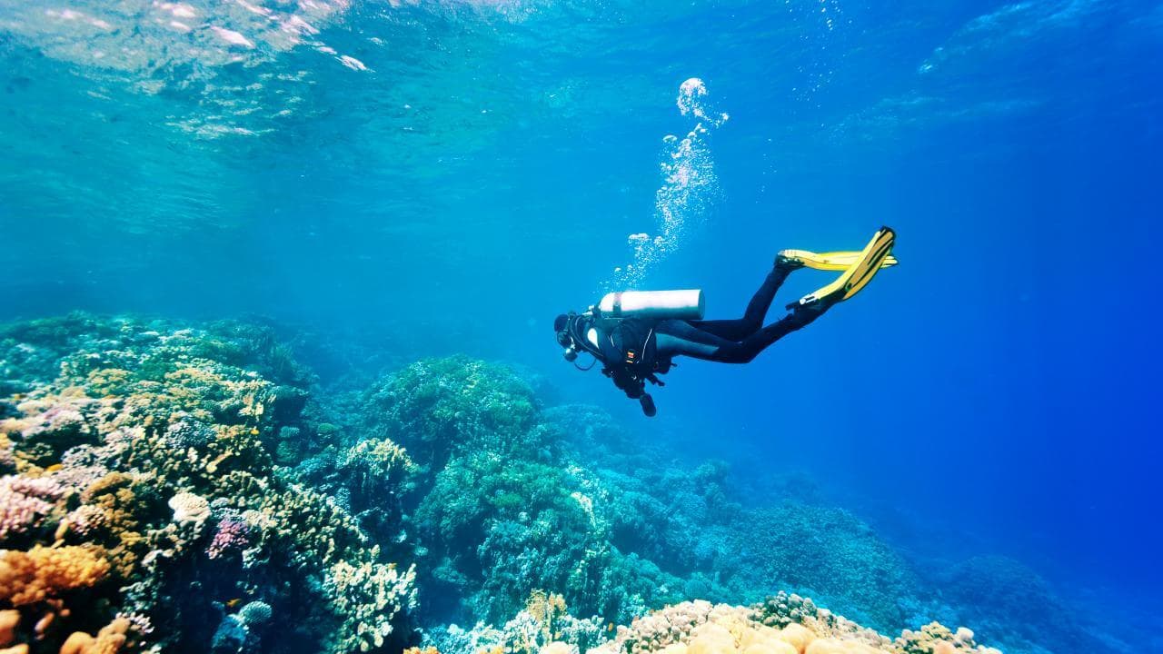 潜水员在美丽的大海中潜水，观看斯里兰卡的珊瑚