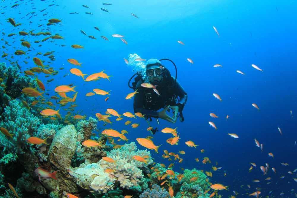 Beobachten Sie schöne Fische im Unterwassermeer in Tangalle Sri Lanka