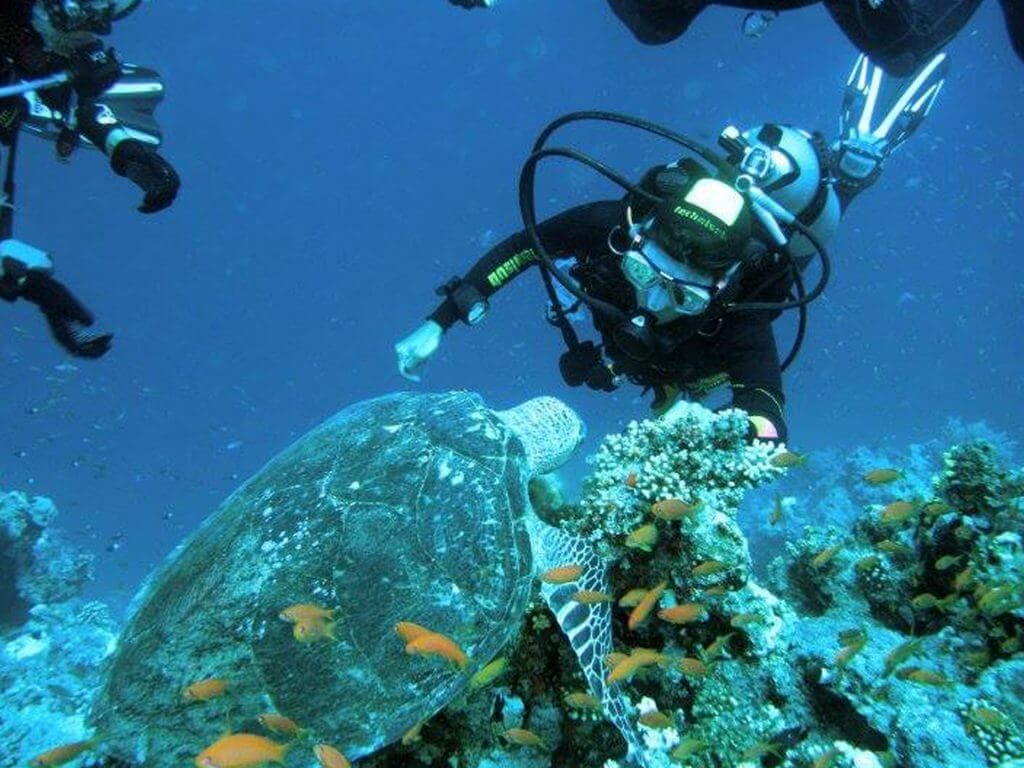 在斯里兰卡坦加拉与海龟一起体验潜水