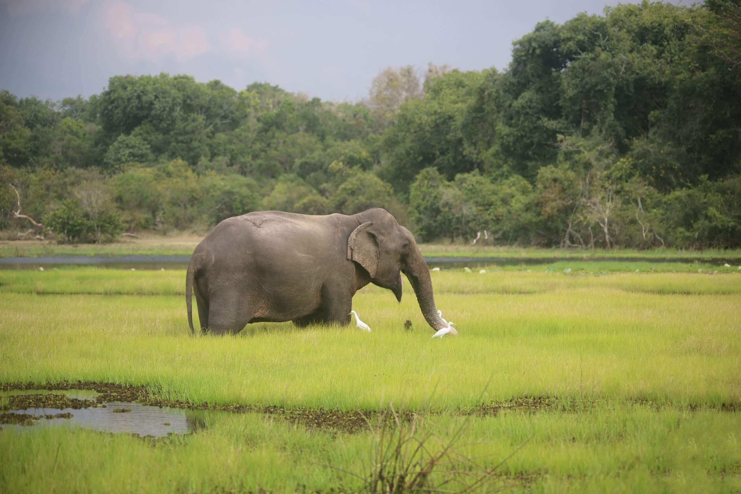 Слон в национальном парке Сигирия Шри-Ланка