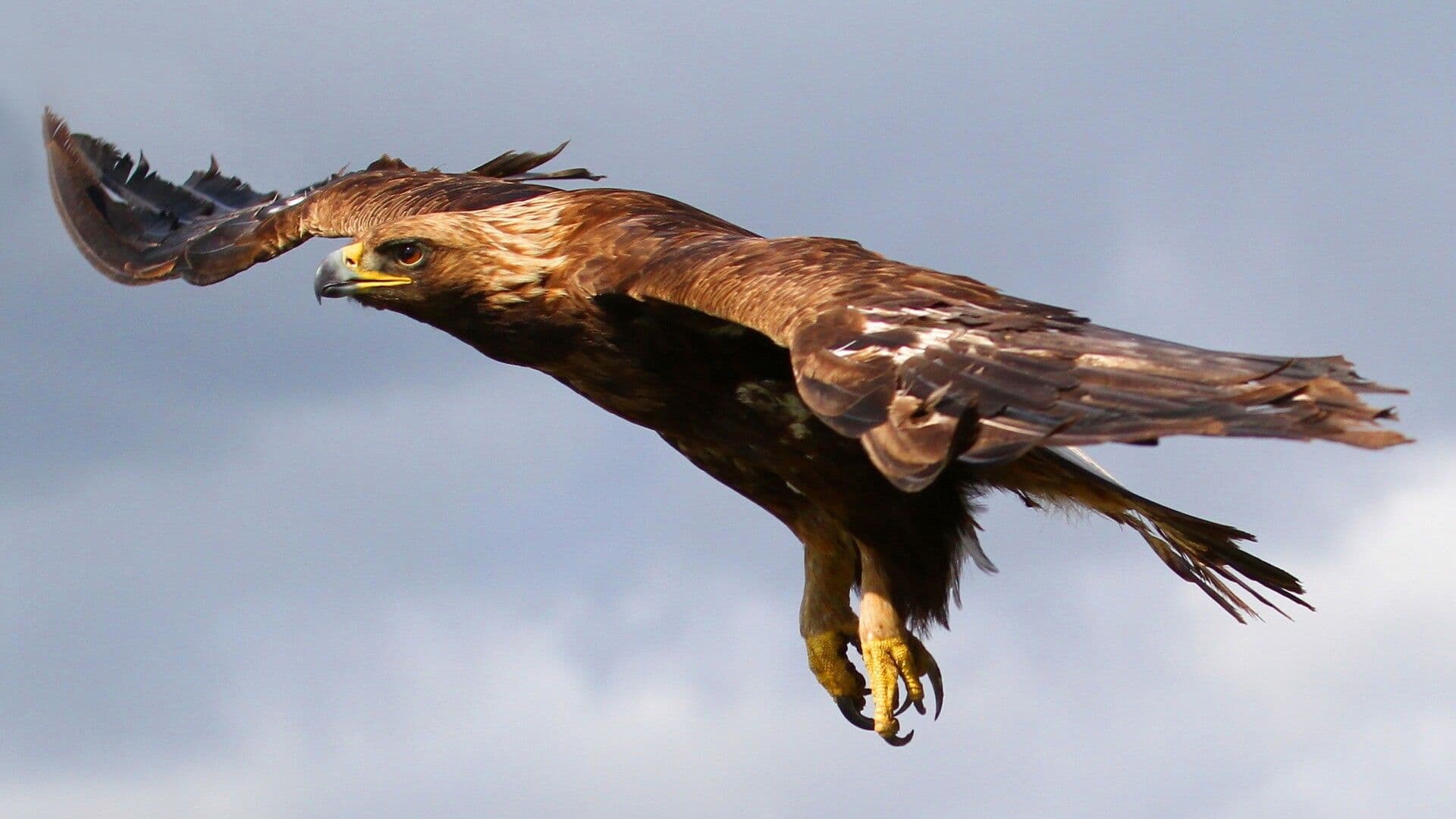 Einen Blick auf einen Adler kann man im Kaudulla Nationalpark in Sri Lanka werfen