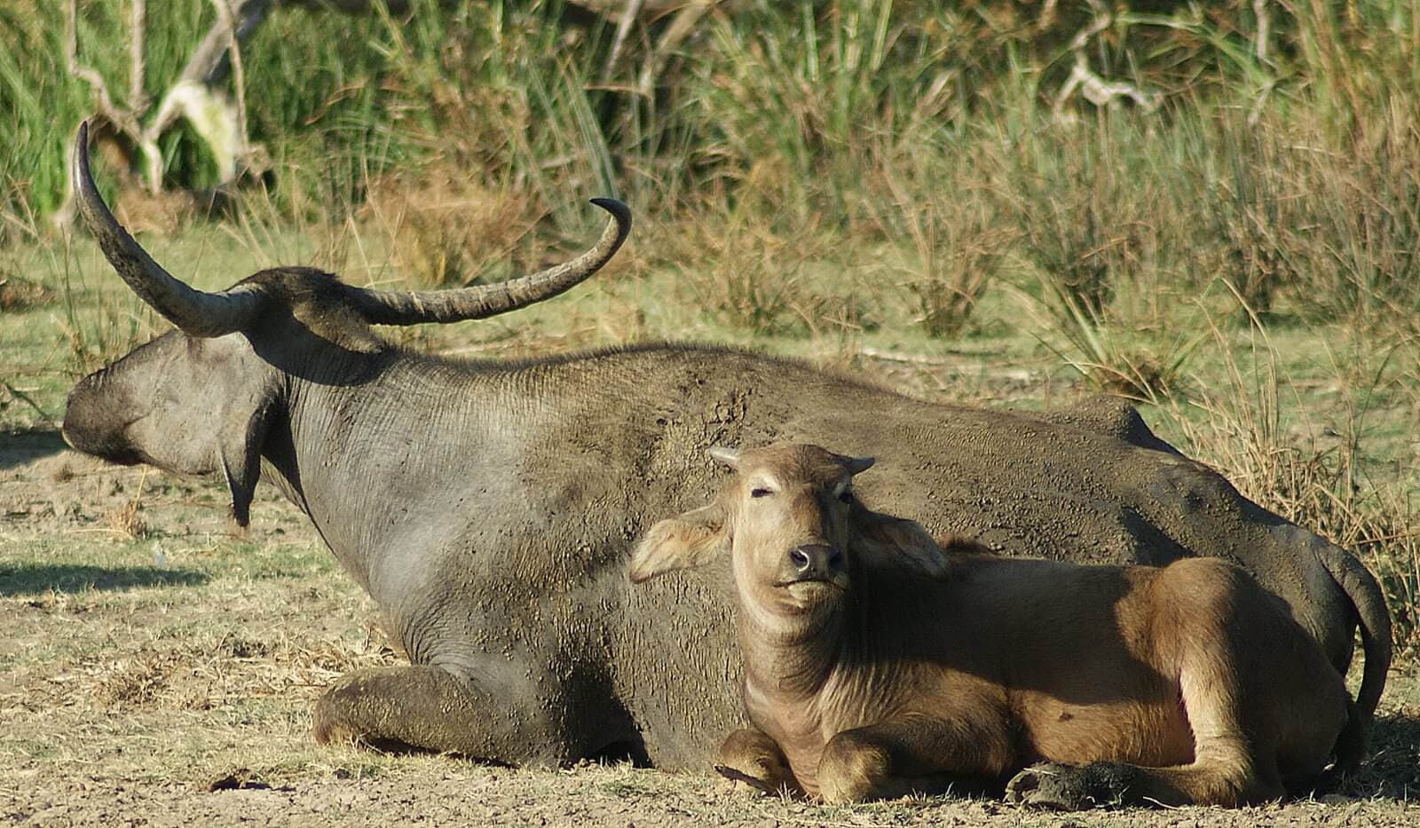 حيوانات برية تسترخي في حديقة مينريا الوطنية ، سريلانكا.