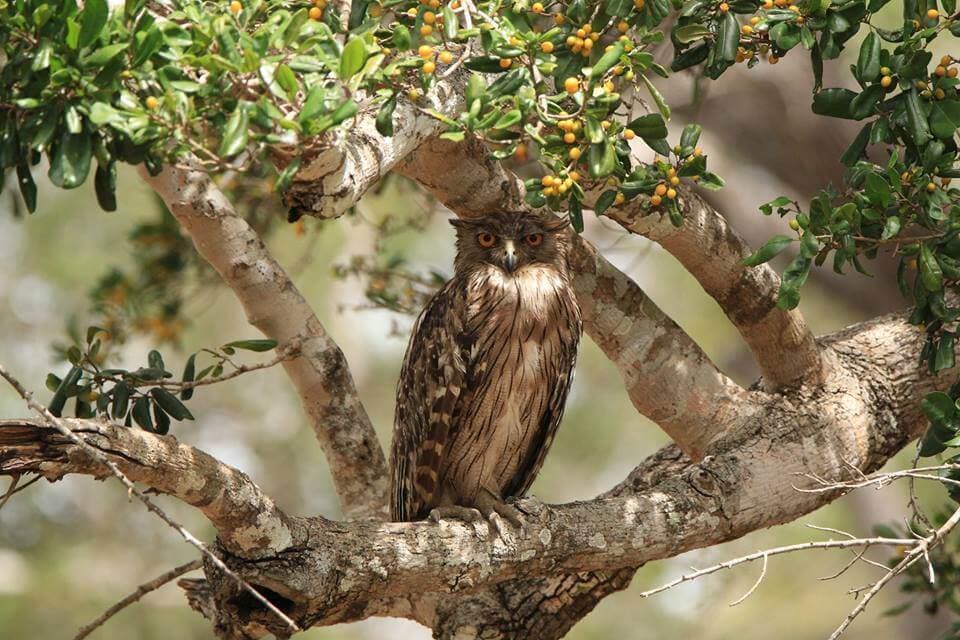 Некоторых иностранных птиц можно увидеть в национальном парке Каудулла на Шри-Ланке.