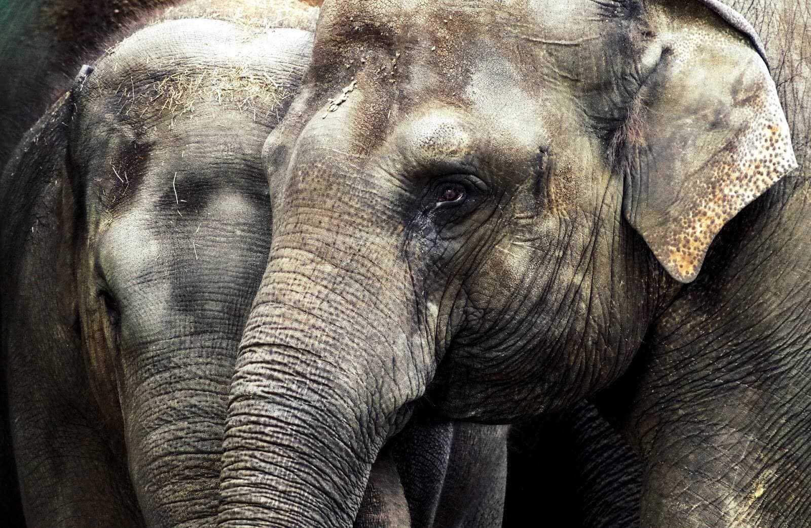 Фото прекрасных слонов в Удавалаве, Шри-Ланка.