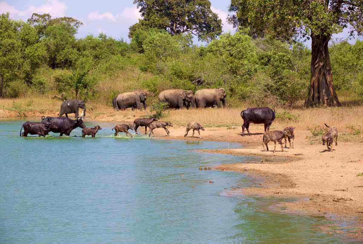 Группа разнообразных животных пересекает водную тропу в Удавалаве, Шри-Ланка.