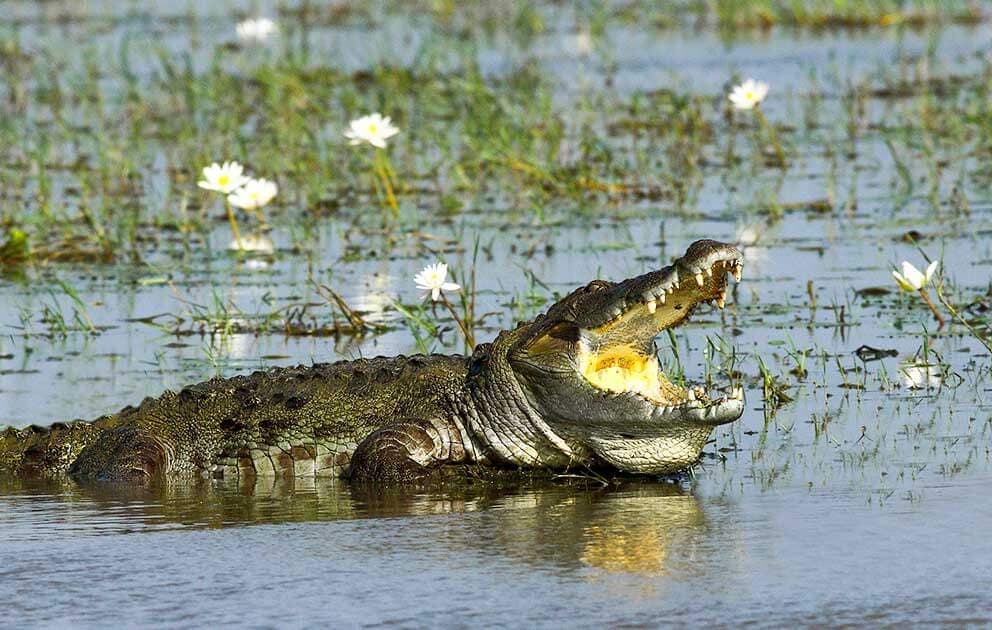 Огромный крокодил находит еду в воде в национальном парке Удавалава, Шри-Ланка.