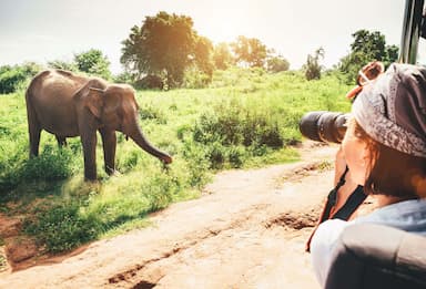 Девушка фотографирует слона на сафари в Удавалаве, Шри-Ланка.