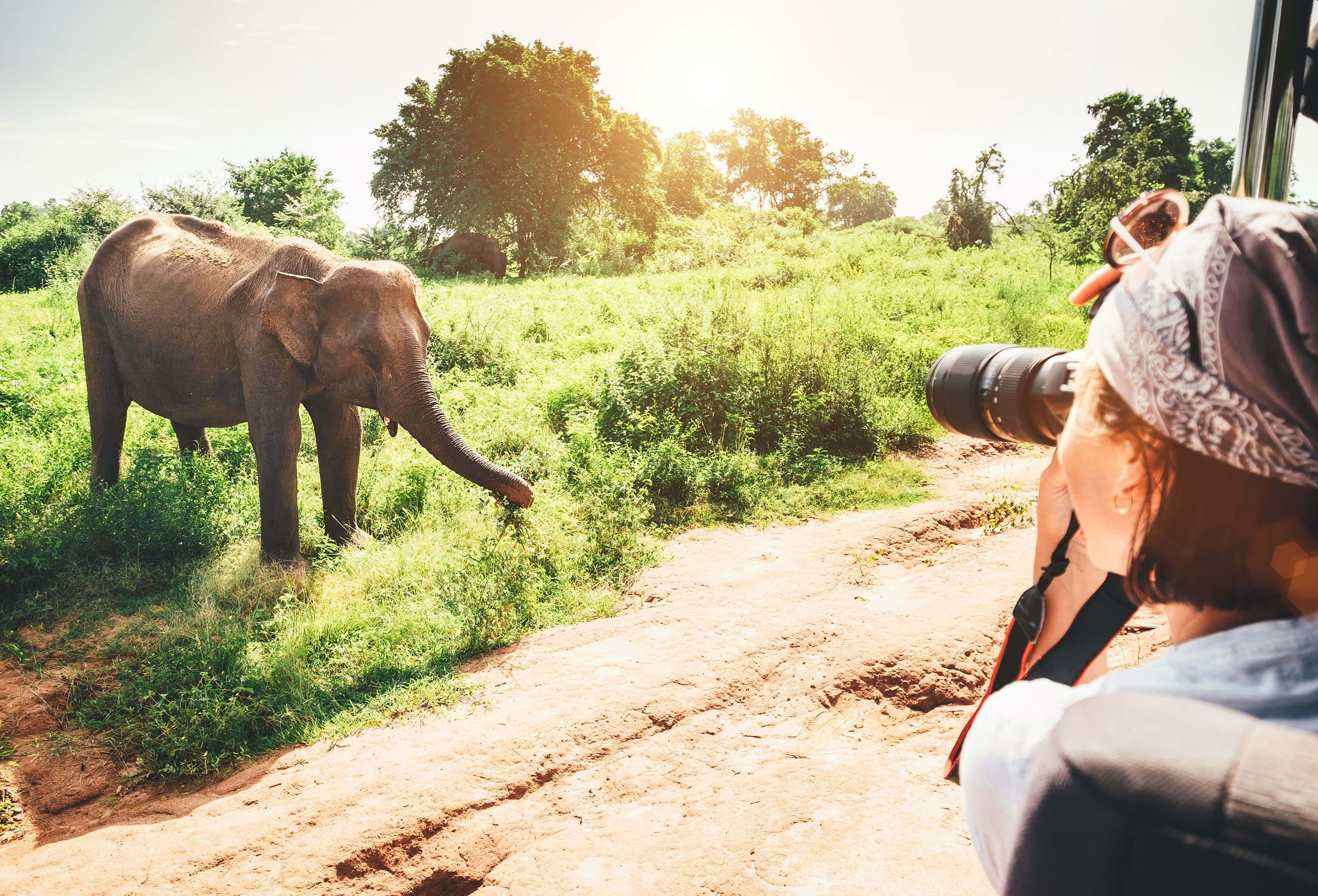 Ein Mädchen fotografiert einen Elefanten auf einer Safari in Udawalawe, Sri Lanka