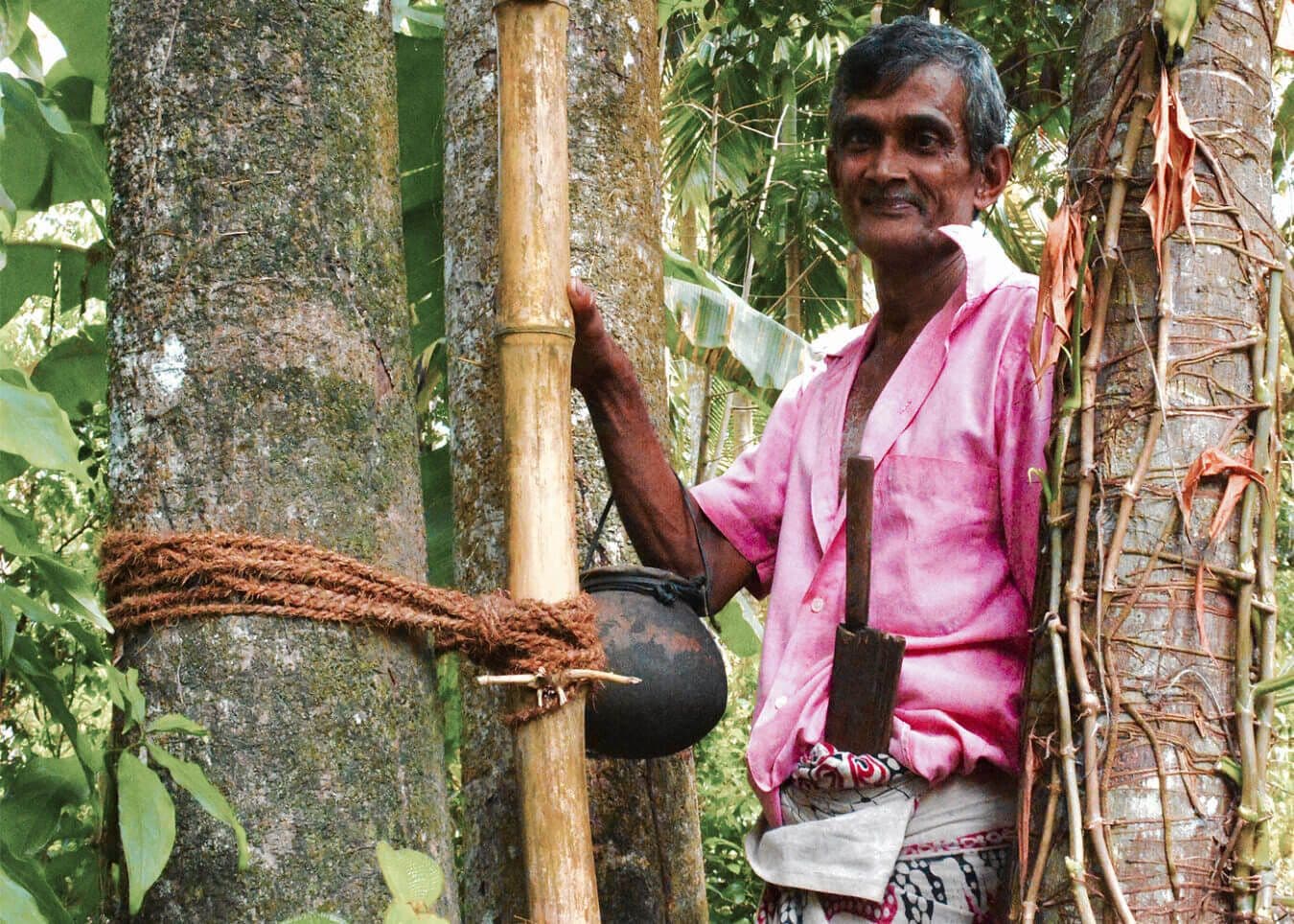 Вид на коллекцию мужского пунша из пальмового дерева китул (джаггери, делающий алкоголь) с пальмы