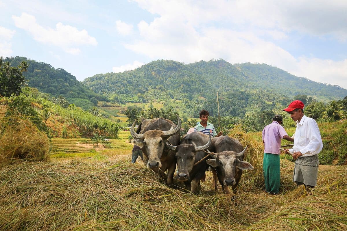 Фермеры отделяют рис от риса под названием «Гоям Пааганава» с быками в Шри-Ланке.