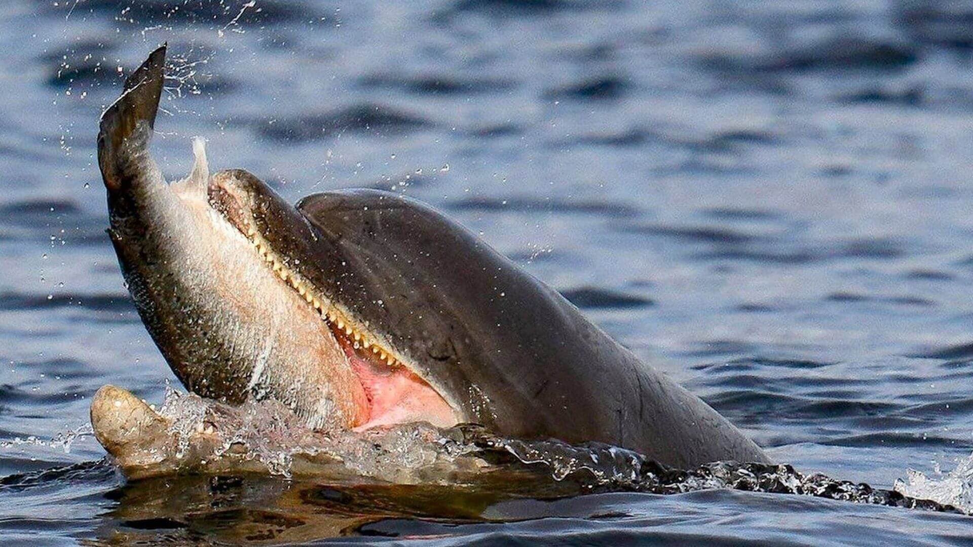 斯里兰卡卡尔皮蒂耶海饥饿的海豚捕鱼