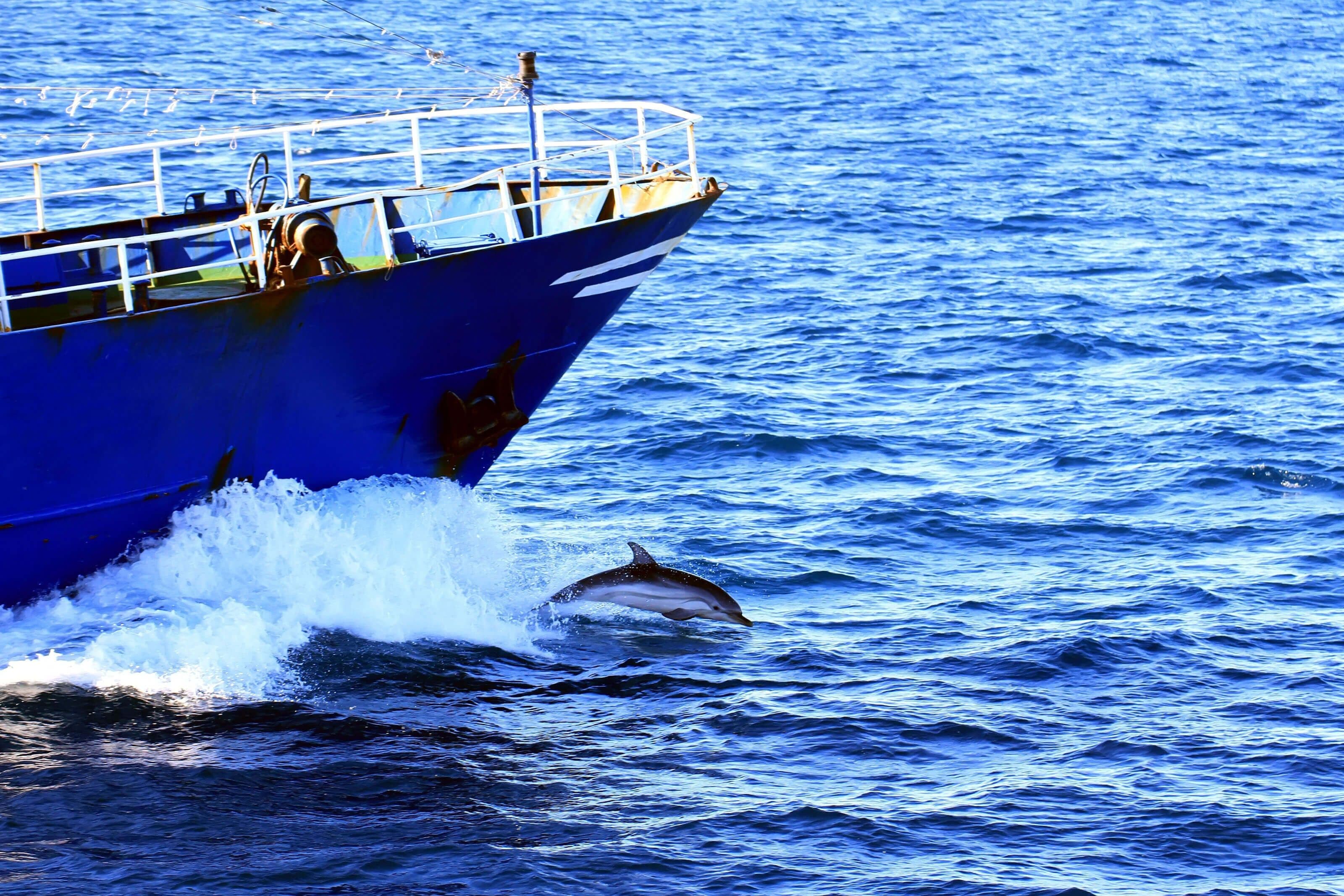 منظر لركوب قارب في البحر بالقرب من أسماك الدلفين في الساحل الجنوبي لسريلانكا