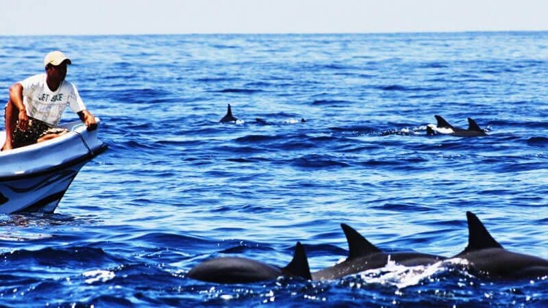 La vista de gran cantidad de ballenas y delfines en el mar de Mirissa