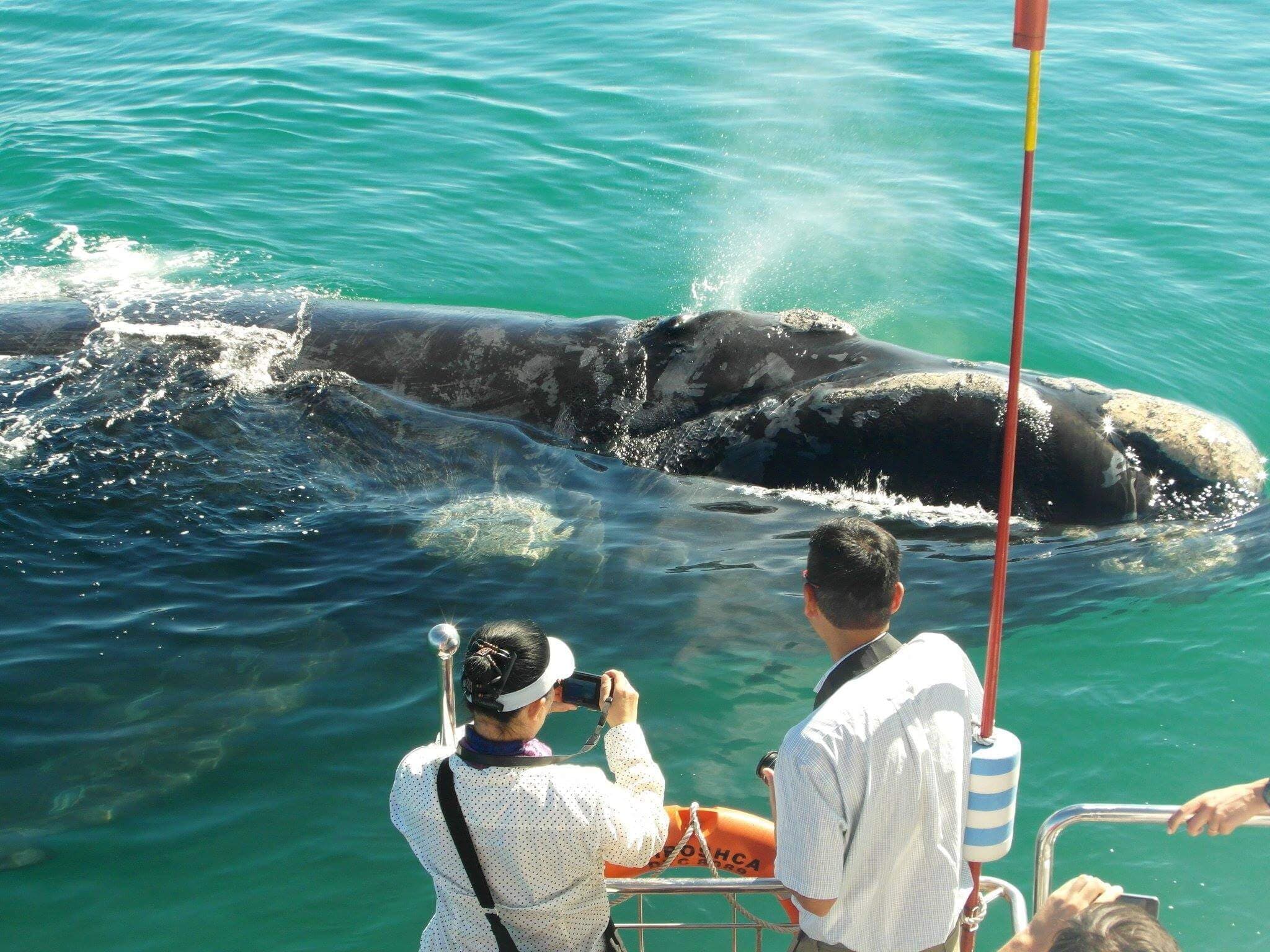 Touristen beobachten einen Wal während der Angeltour in Mirissa Sri Lanka