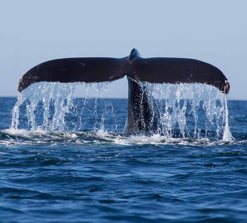 Ein Blick auf einen riesigen Wal im Trincomalee-Meer in Sri Lanka
