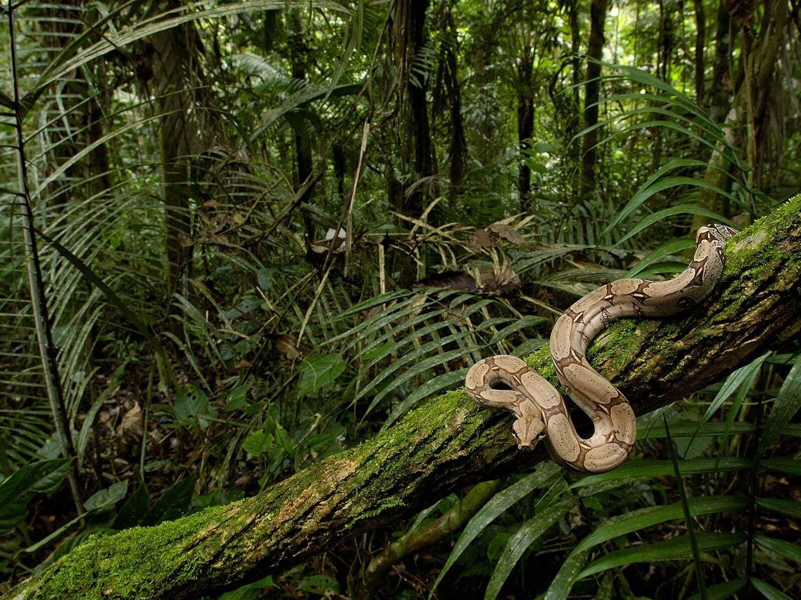 Maravillosamente serpientes en la selva tropical de Kanneliya en Sri Lanka