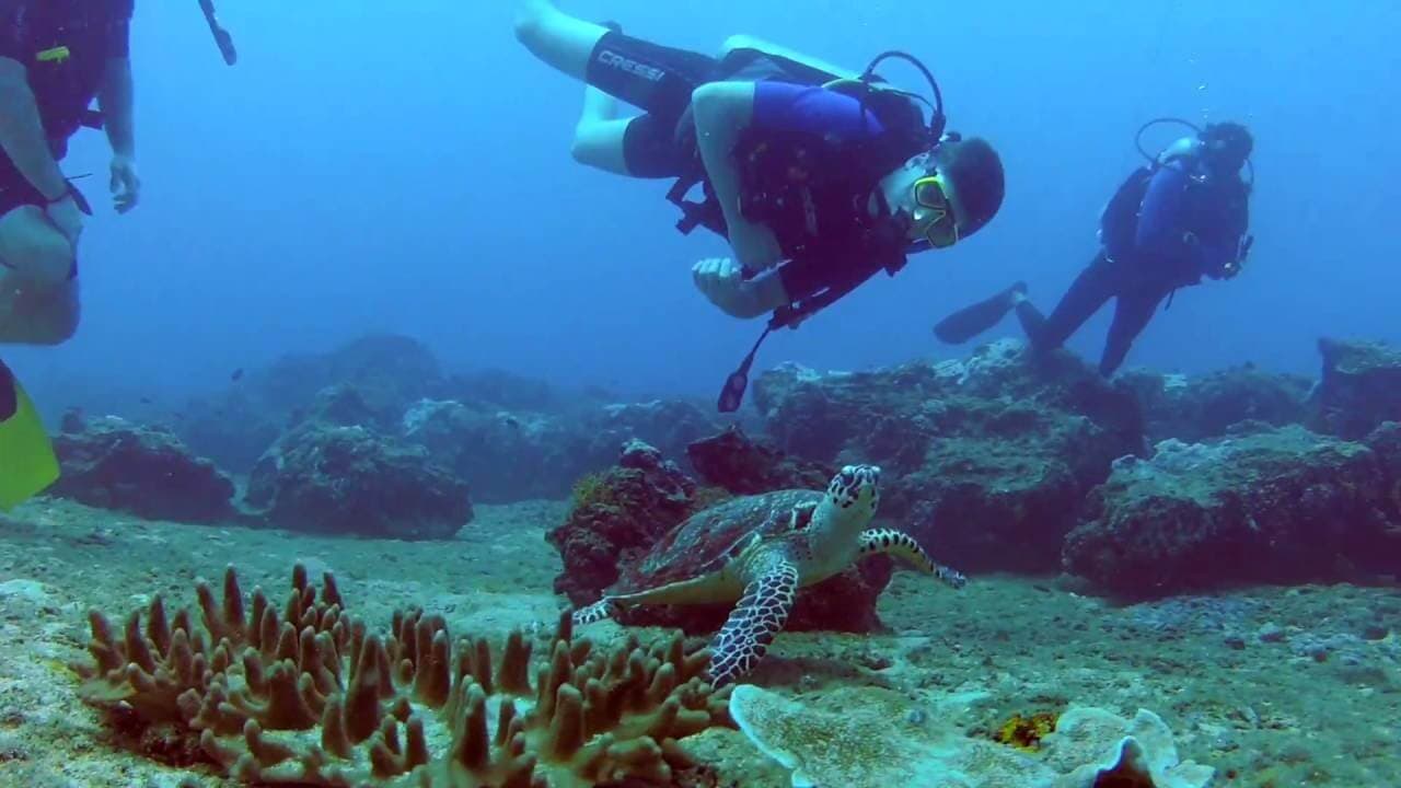 Buceadores obteniendo experiencia con una tortuga marina bajo el agua en Kalpitiya Sri Lanka