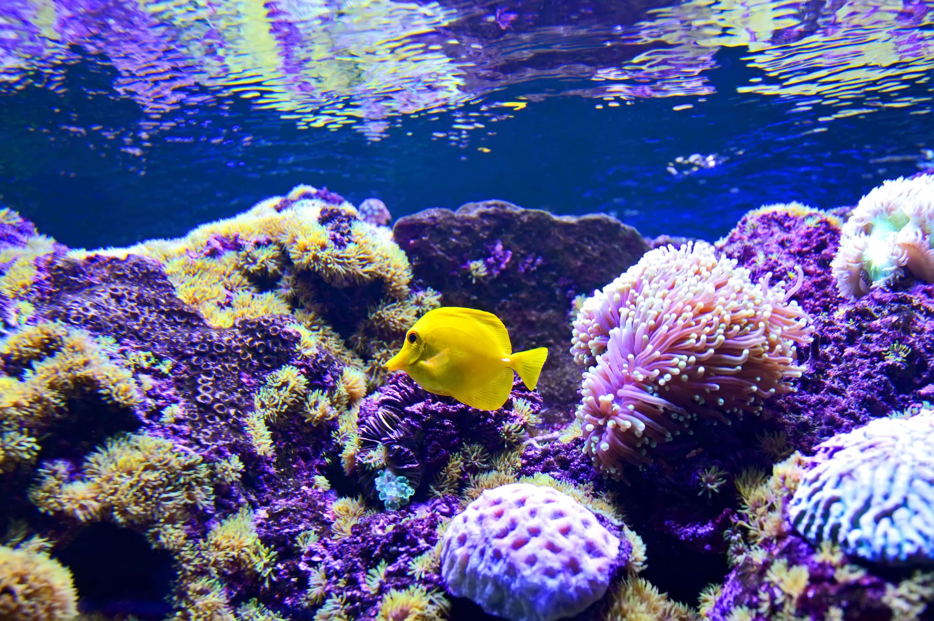 Una hermosa imagen de coloridos corales y tang amarillo en el tour de buceo de Kalpitiya en Sri Lanka