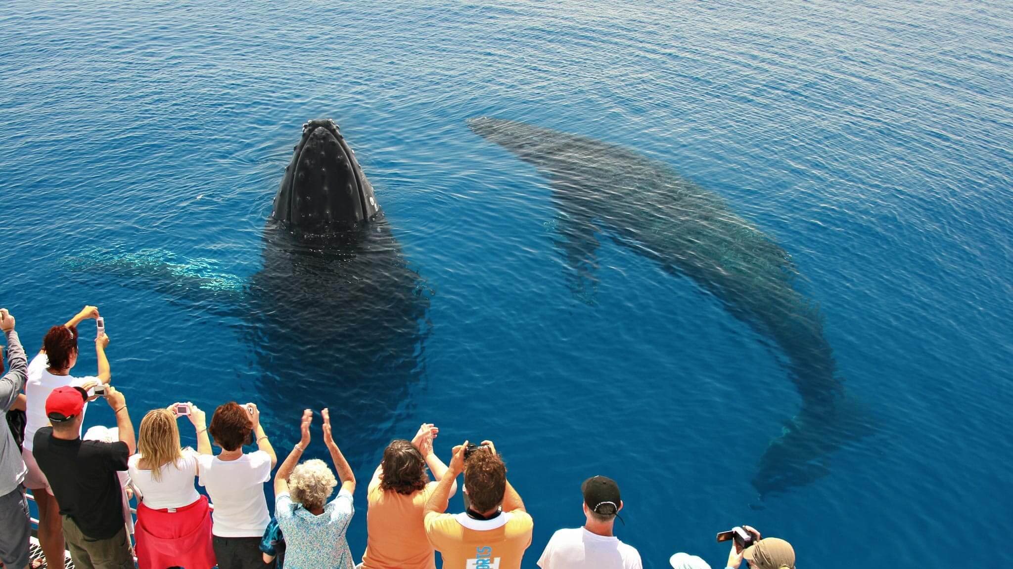 Огромная пара китов окружила лодку, и туристы фотографируются в море Калпития.