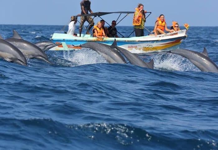 游客在斯里兰卡卡尔皮蒂耶海观看一群海豚并拍照